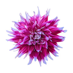 Pink dahlia flower isolated on transparent background
