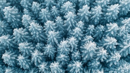 winter background with snow covered fir tree branches