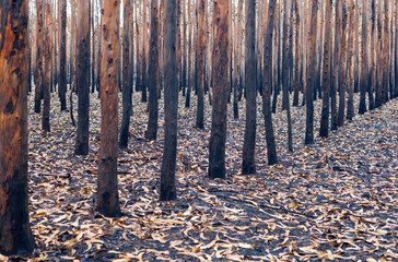 Eucalyptus forest with burnt trees after a forest fire.