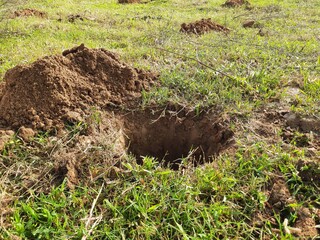 A pit dug for planting a sapling. Preparation for planting a tree in a field.
