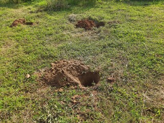 A pit dug for planting a sapling. Preparation for planting a tree in a field.