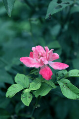pink roses, ornamental plants, herbal medicinal plants