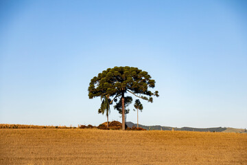 Typical Paraná pine (araucaria angustifolia) grows in cold regions of southern Brazil and produces...