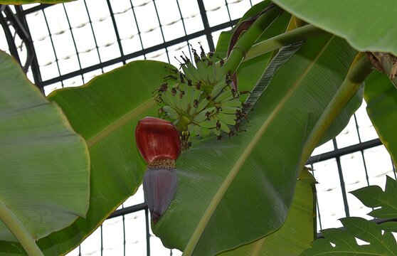 D&eacute;tail d'un bananier (Musa beccarii) dans une serre