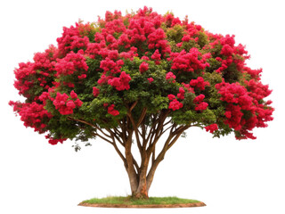 Ornamental tree Colorama Scarlet Crape Myrtle on transparent background