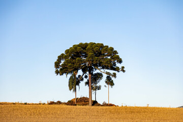 Typical Paraná pine (araucaria angustifolia) grows in cold regions of southern Brazil and produces...