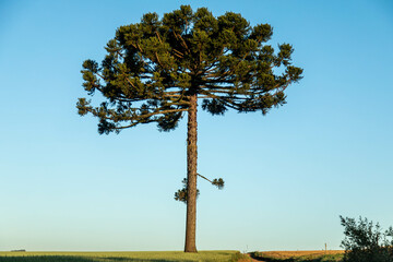Fototapeta premium Typical Paraná pine (araucaria angustifolia) grows in cold regions of southern Brazil and produces pine nuts