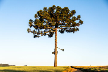 Obraz premium Typical Paraná pine (araucaria angustifolia) grows in cold regions of southern Brazil and produces pine nuts