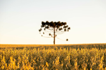 Typical Paraná pine (araucaria angustifolia) grows in cold regions of southern Brazil and produces...