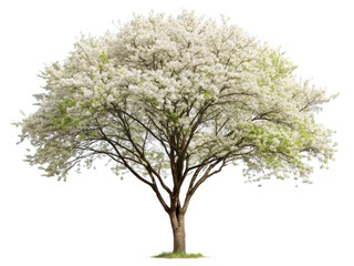 Ornamental tree serviceberry on transparent background