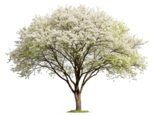 Ornamental tree serviceberry on transparent background