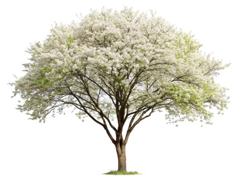 Ornamental tree serviceberry on transparent background
