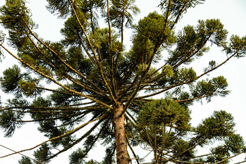 Typical Paraná pine (araucaria angustifolia) grows in cold regions of southern Brazil and produces...