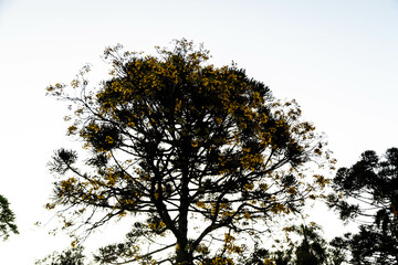 Typical Paraná pine (araucaria angustifolia) grows in cold regions of southern Brazil and produces...
