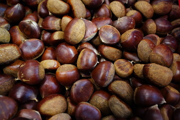 A pile full of freshly harvested chestnuts