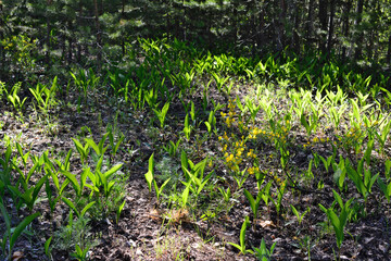 a forest with a small patch of green plants and yellow flowers