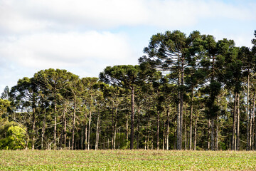 Typical Paraná pine (araucaria angustifolia) grows in cold regions of southern Brazil and produces...