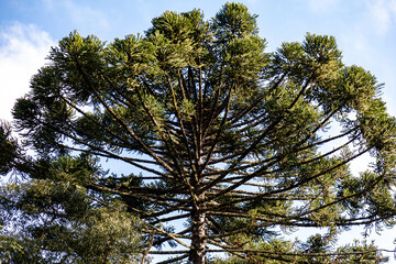 Typical Paraná pine (araucaria angustifolia) grows in cold regions of southern Brazil and produces...