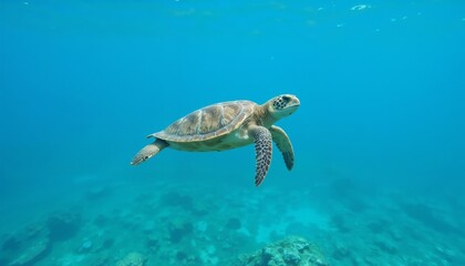 Sea turtle swimming underwater in clear blue ocean.
