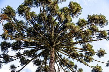 Typical Paraná pine (araucaria angustifolia) grows in cold regions of southern Brazil and produces...