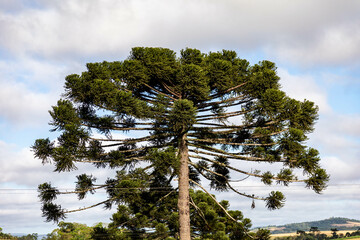 Typical Paraná pine (araucaria angustifolia) grows in cold regions of southern Brazil and produces...