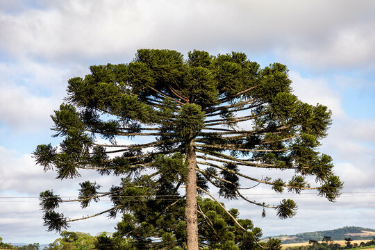 Typical Paran&aacute; pine (araucaria angustifolia) grows in cold regions of southern Brazil and produces pine nuts