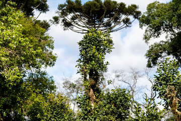 Typical Paraná pine (araucaria angustifolia) grows in cold regions of southern Brazil and produces...
