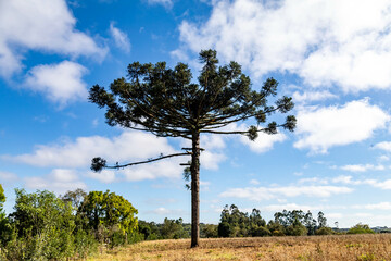 Typical Paraná pine (araucaria angustifolia) grows in cold regions of southern Brazil and produces...