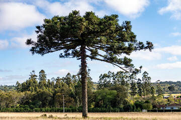 Typical Paraná pine (araucaria angustifolia) grows in cold regions of southern Brazil and produces...