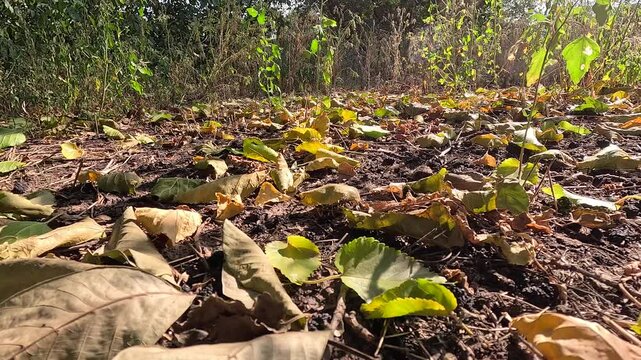 autumn leaves on the ground. dry autumn leaves. autumn nature. beautiful sunny autumn.