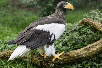 A Steller's sea eagle (Haliaeetus pelagicus) sits on a fallen tree in the forest