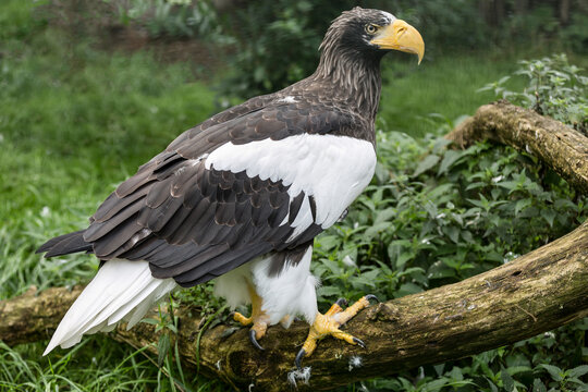 A Steller's sea eagle (Haliaeetus pelagicus) sits on a fallen tree in the forest