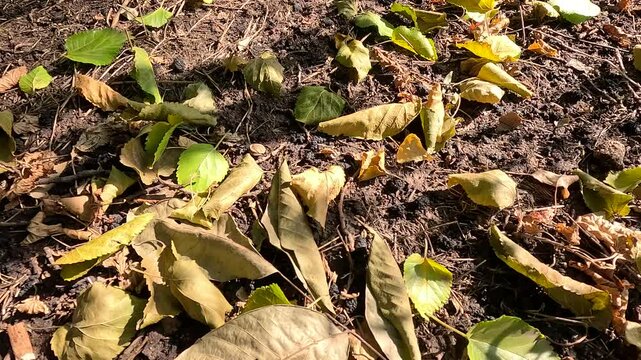 autumn leaves on the ground. dry autumn leaves. autumn nature. beautiful sunny autumn.