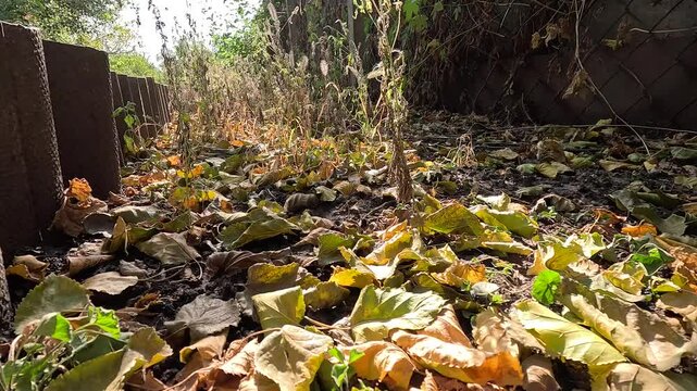 autumn leaves on the ground. dry autumn leaves. autumn nature. beautiful sunny autumn.