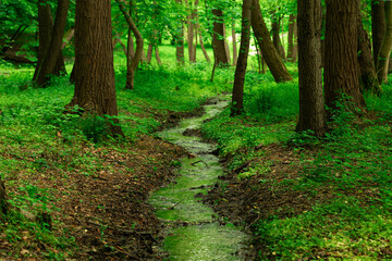 summer forest natural template picture of beautiful trees and narrow water stream symmetry scenery composition view