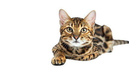 Obraz premium Black footed Cat isolated on transparent background, PNG