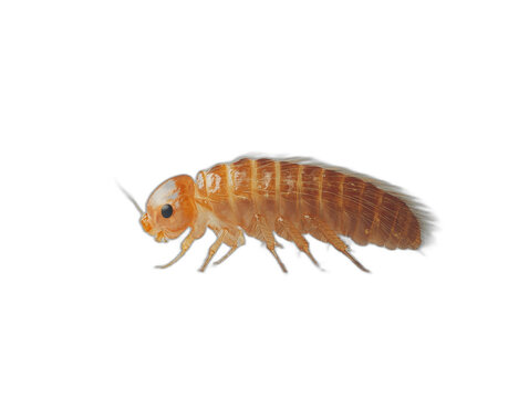 Close-up of a Booklouse (Liposcelis sp.) 