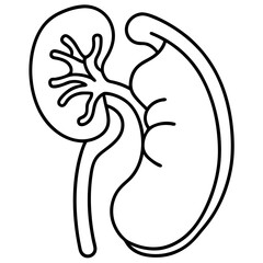 Kidney human organ one line art drawing