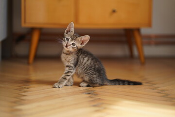 cat portrait 