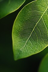 Obraz premium Close up of green leaf veins with dark background. Nature macro photo for wallpaper, poster or branding design