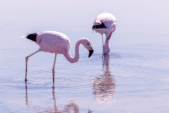 Two flamingos feeding in Laguna Chaxa Atacama Desert Chile with reflection