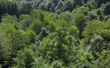 green background of many trees of various species in the forest during summer without people