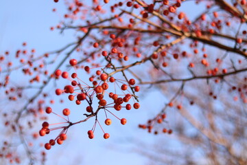 red autumn leaves