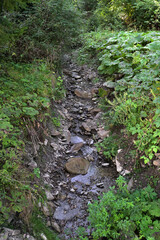 Obraz premium Green forest stream. Brook in nature.