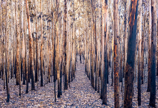Floresta de eucaliptos depois de um inc&ecirc;ndio. 