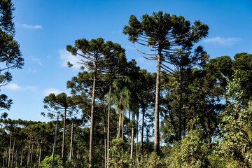 Typical Paraná pine (araucaria angustifolia) grows in cold regions of southern Brazil and produces...