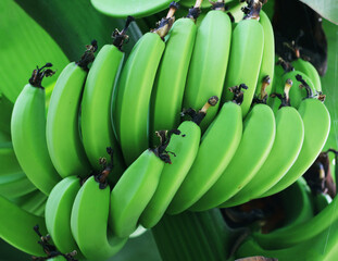 A cluster of unripe green bananas growing on a banana tree, showcasing the natural stages of fruit development. © Nature Clicks