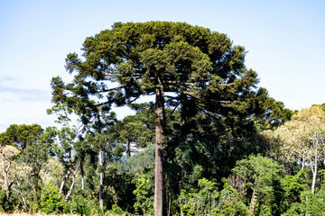 Fototapeta premium Typical Paraná pine (araucaria angustifolia) grows in cold regions of southern Brazil and produces pine nuts