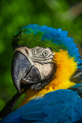 blue and yellow macaw