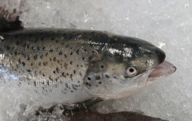 fresh salmon just caught for sale on the ice counter in the fishmonger shop
